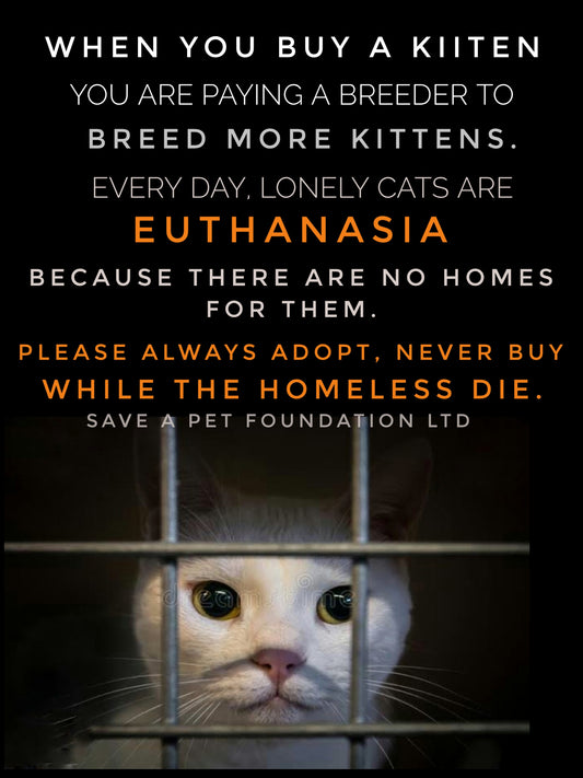 ALWAYS ADOPT, NEVER BUY