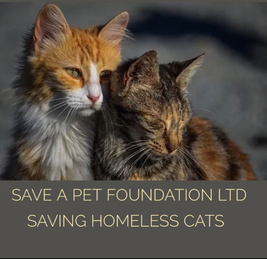 Saving homeless cats