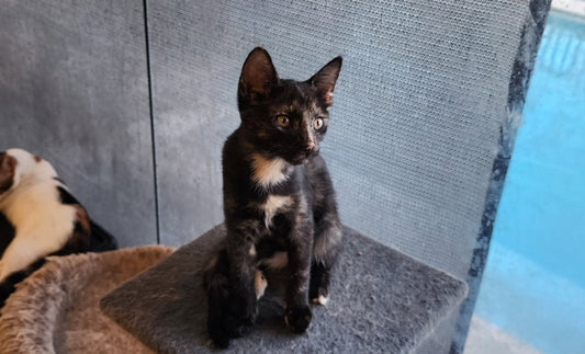 Kitten for adoption