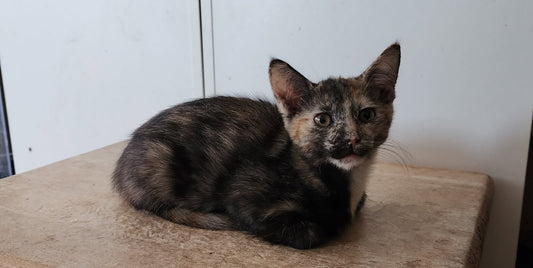 Kitten for adoption