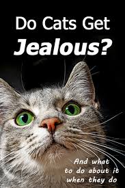Jealousy is not a personality trait reserved only for humans.