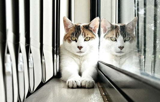 Cat for adoption