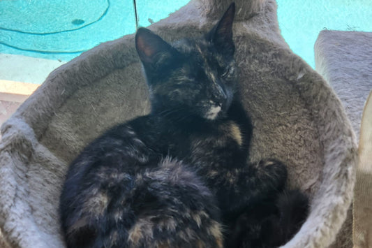 Kitten for adoption