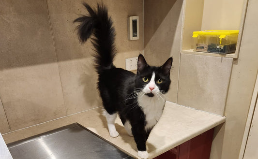 Cat for adoption