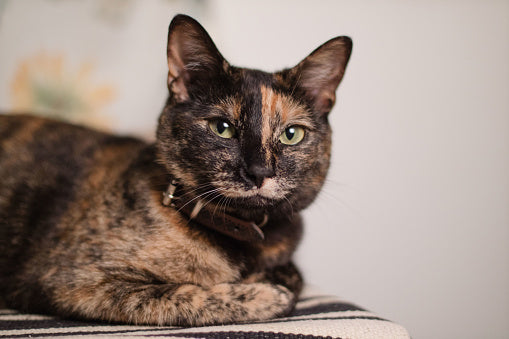 Tortoiseshell cat