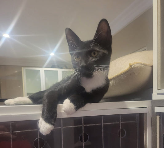 Kitten for adoption