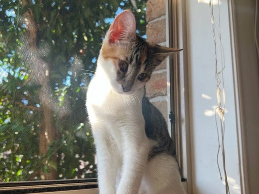 Kitten for adoption