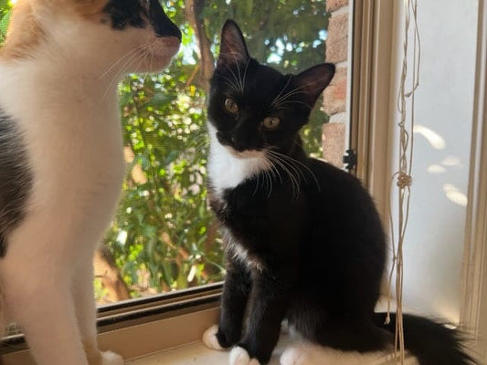 Kitten for adoption