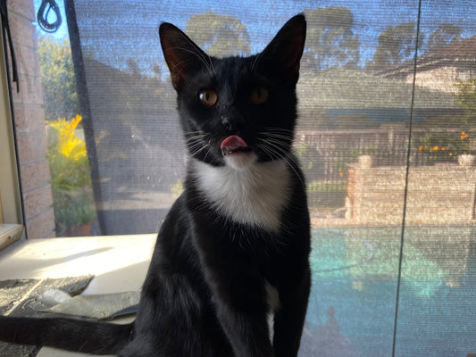 Cat for adoption