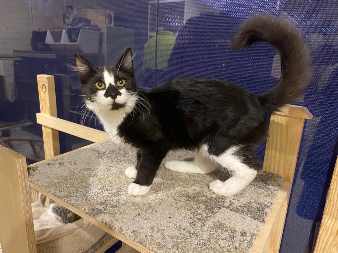 Kitten for adoption