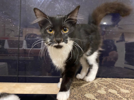 Kitten for adoption