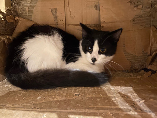 Kitten for adoption