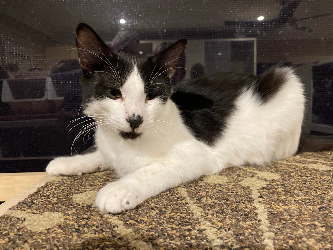 Kitten for adoption