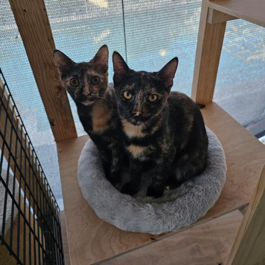 Kittens for adoption