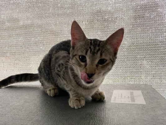Kitten for adoption