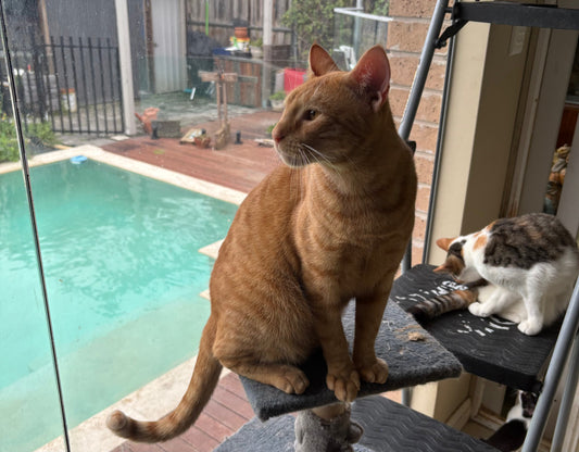 Cat for adoption