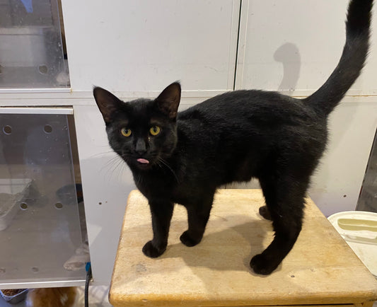 Cat for adoption