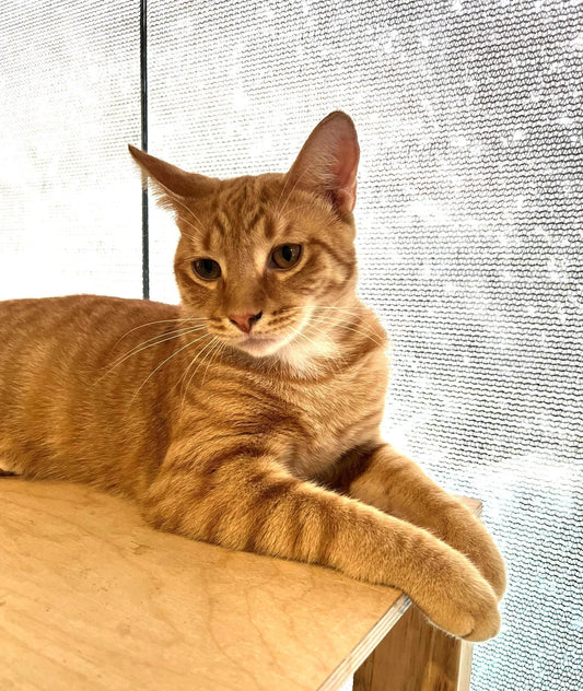 Nova