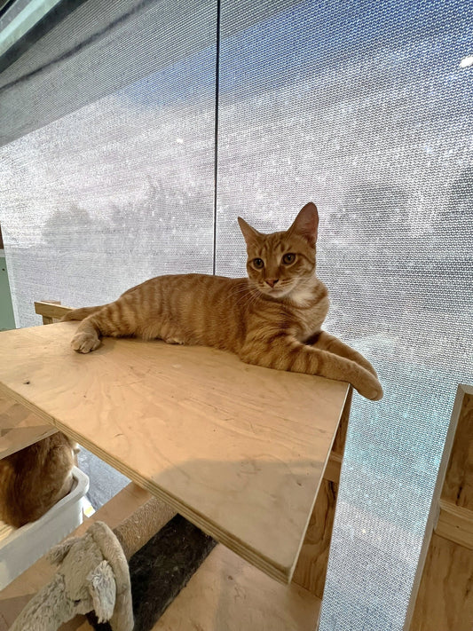 Nova