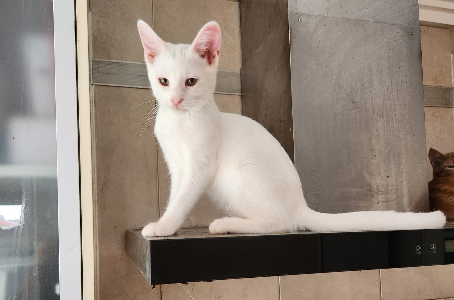 Cats available for adoption – Save A Pet Foundation | Non- Profit ...