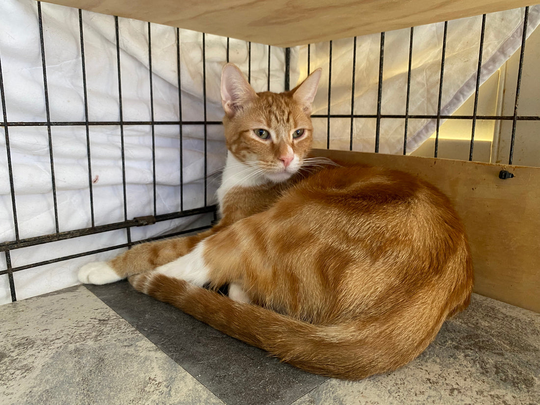 Kitten for adoption