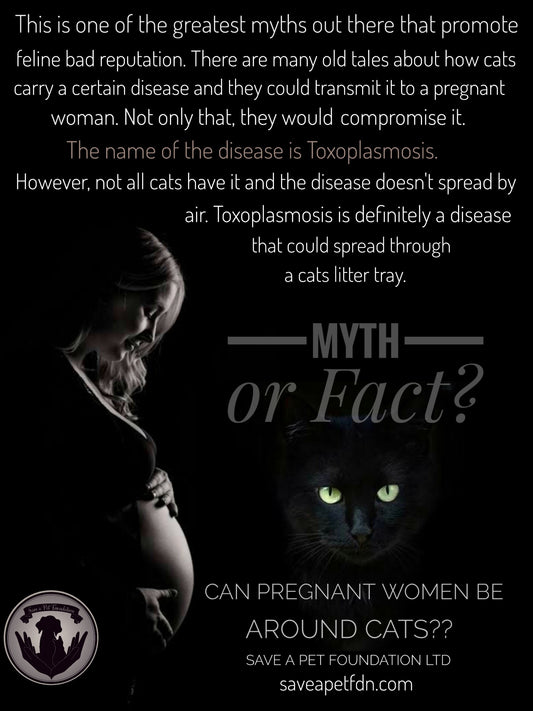 Is it safe for a pregnant woman to have a cat?