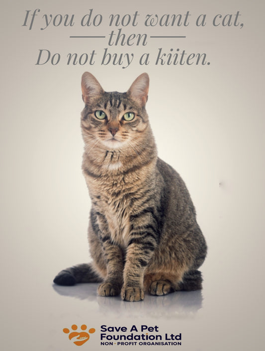 Think before you buy a kitten