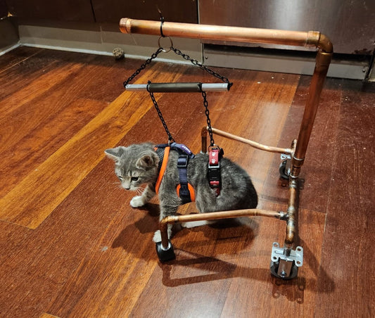 Therapy Frame for our kitten Dust