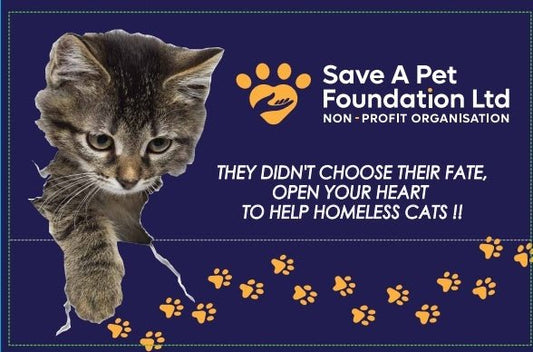 HELPING HOMELESS CATS