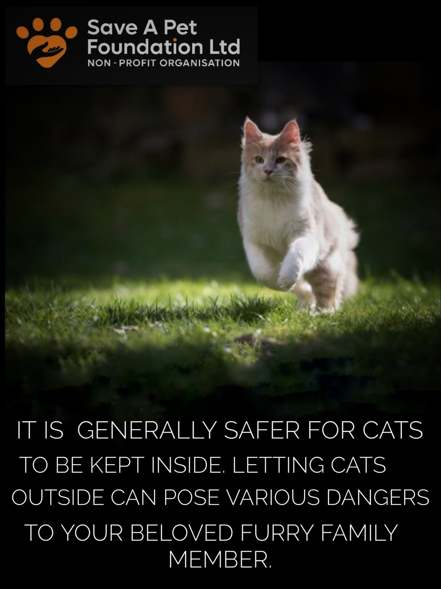 WHY YOU SHOULD KEEP YOUR CAT INDOORS Save A Pet Foundation Non