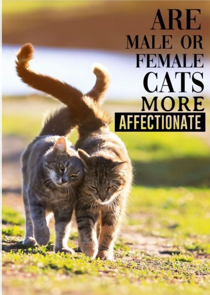 Which are more loving male or female cat