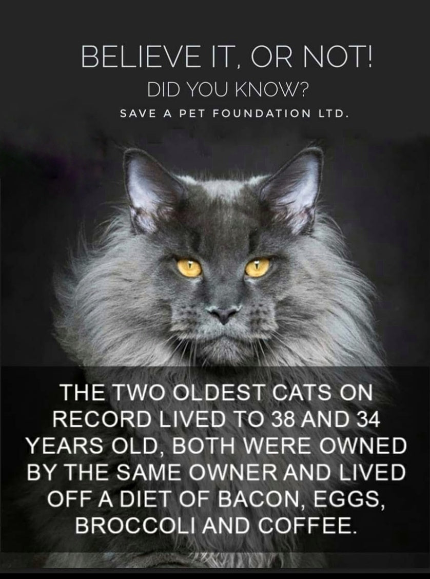 Cat Recid THE OLDEST CAT ON RECORD – Save A Pet Foundation