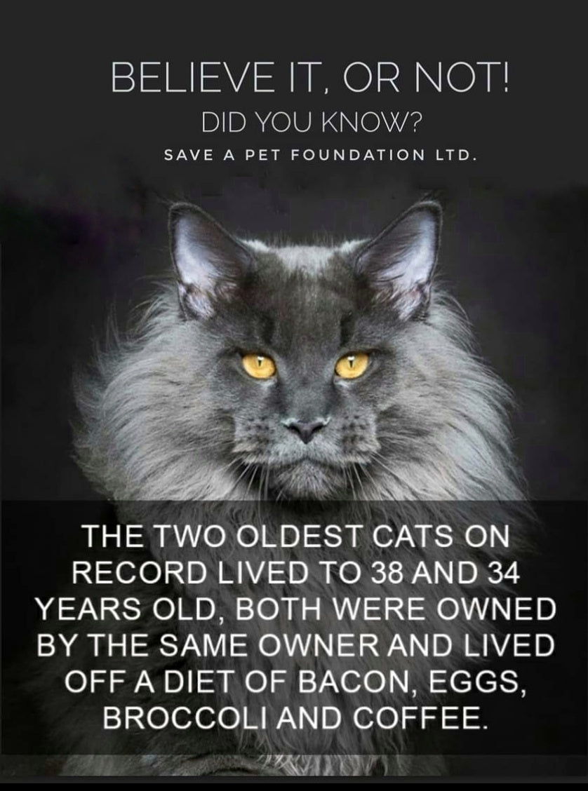 THE OLDEST CAT ON RECORD