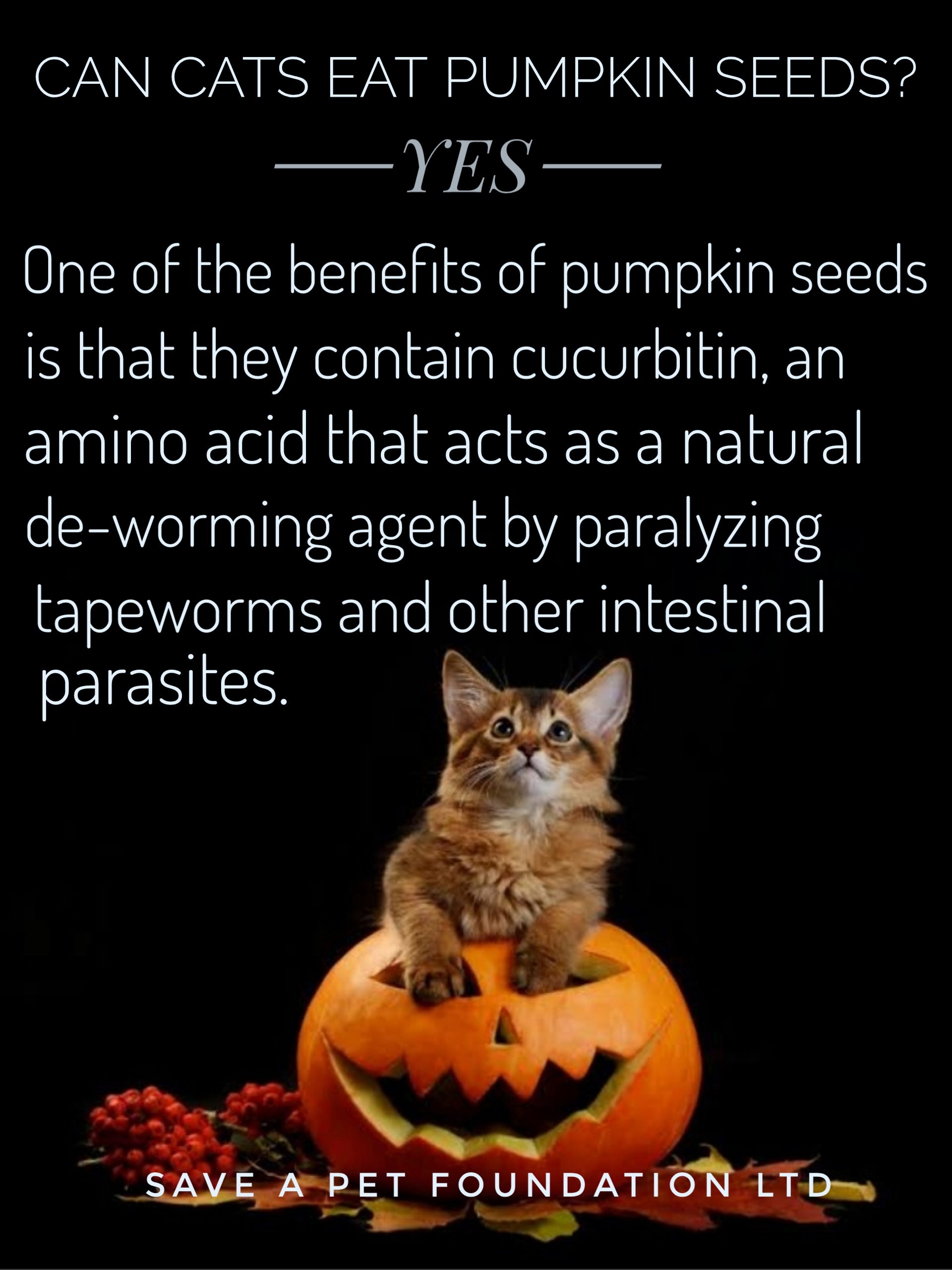 PUMPKIN SEEDS FOR CAT AND DOGS Save A Pet Foundation Non Profit