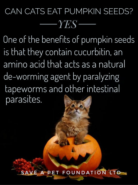 PUMPKIN SEEDS FOR CAT AND DOGS