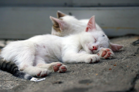 Sponsor Kittens and Cats