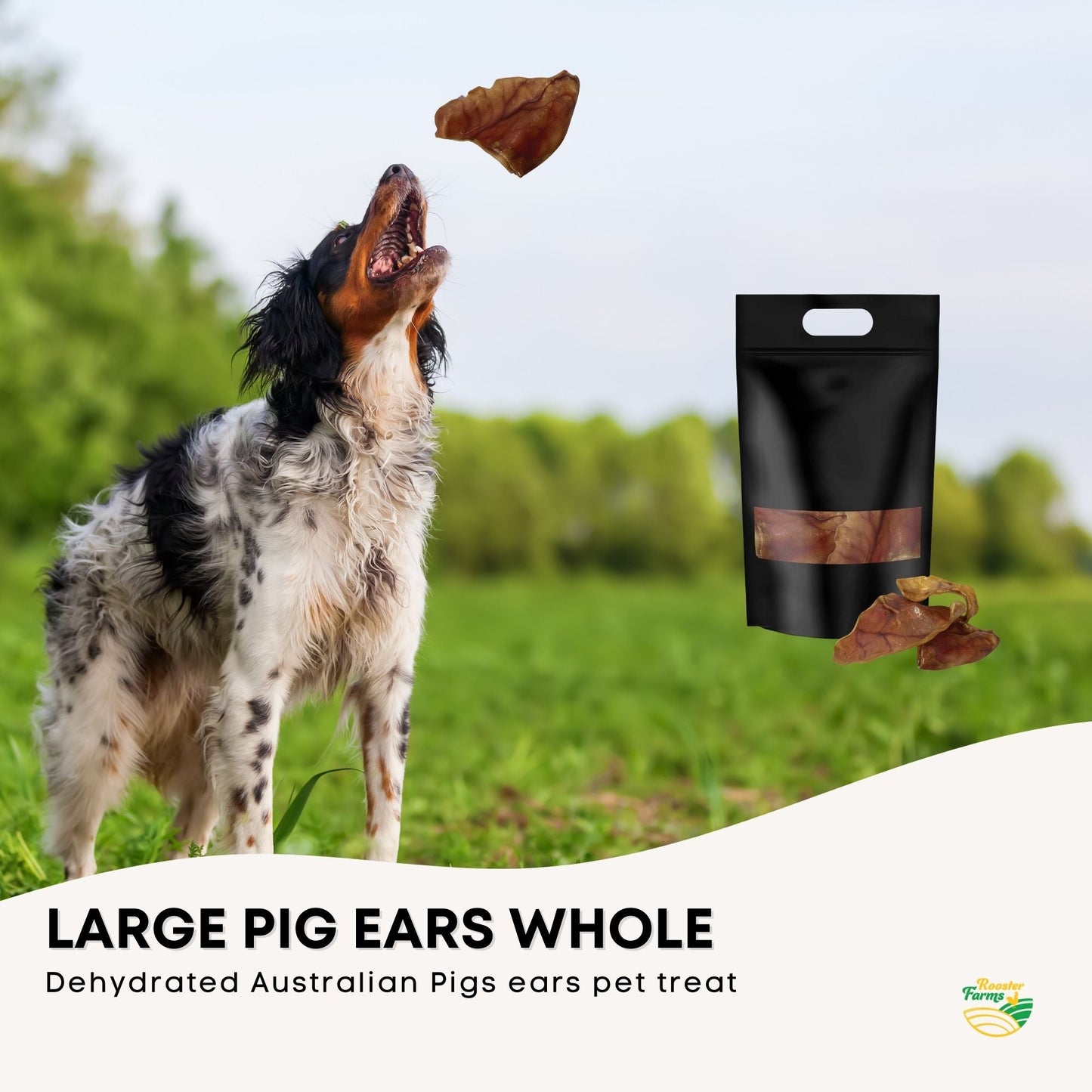 10x Dog Treat Large Pig Ears Whole  - Dehydrated Australian Healthy Puppy Chew